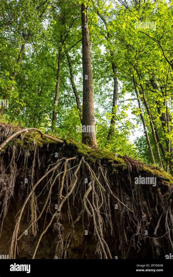 Phil Robertson's Educational Background: Uncovering The Roots Of A Renowned Outdoorsman